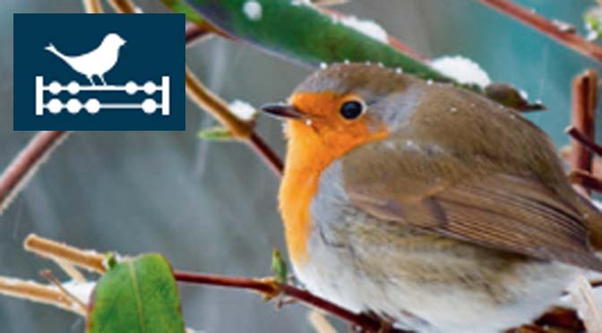 Tuinvogeltelling op 16 & 17 januari: tel de vogels in jouw tuin!