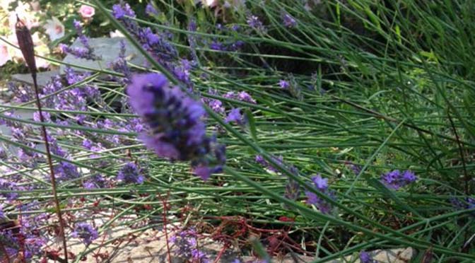 Zalig de zomer door met homemade lavendelolie