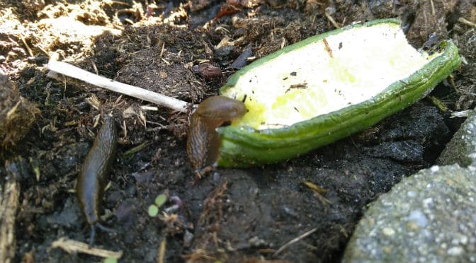 Slakken vangen met een komkommer-slakkenval