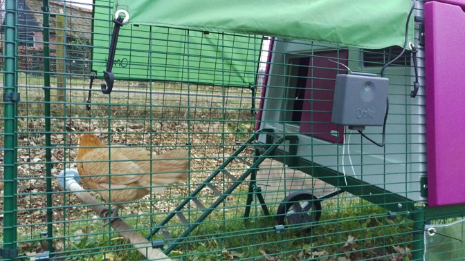 natuurpark Ongelijkheid Sluimeren Automatische deur voor je Omlet kippenhok: is dat echt handig? ⋆ Eigenwijs  Blij