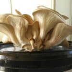 Zelf oesterzwammen kweken op koffiedik in een GrowKit; mijn ervaring