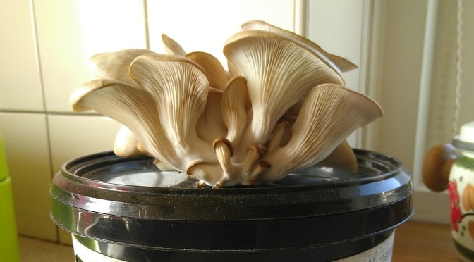 Zelf oesterzwammen kweken op koffiedik in een GrowKit; mijn ervaring
