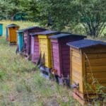 Is het slim om bijenkasten te plaatsen voor de biodiversiteit?