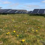 Mythes rond de ecologie van zonneparken en tips voor meer biodiversiteit in een zonnepark