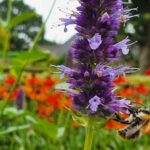 Planten voor bijen in de nazomer en herfst