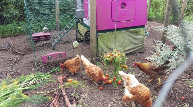 Hoe planten kunnen helpen van je kippenren een kippenparadijs te maken